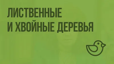 Хвойные деревья. Изучаем ели, сосны, кедры. Воспитателям детских садов,  школьным учителям и педагогам - Маам.ру