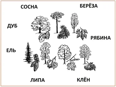 Визуальный русско-английский словарь - Дерево