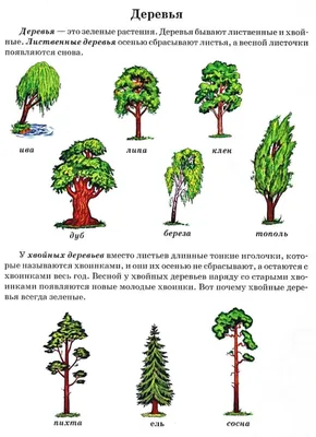 Хвойные деревья. Изучаем ели, сосны, кедры - Лучшее - Страница 4.  Воспитателям детских садов, школьным учителям и педагогам - Маам.ру