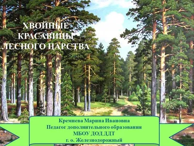 В Прикамье на Восточном обходе у трассы стоят десятки высохших больных пихт  и елей 25 июля 2022 г - 25 июля 2022 - 59.ru