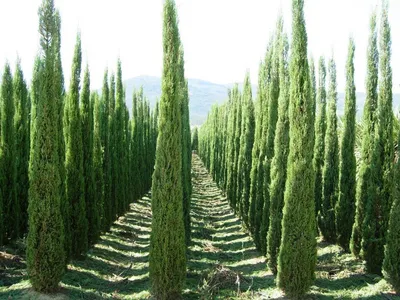 Кипарис вечнозелёный пирамидальный (Cupressus sempervirens) — путеводитель  по отдыху в Крыму