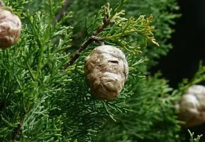 Cupressus sempervirens, Кипарис вечнозелёный|landshaft.info