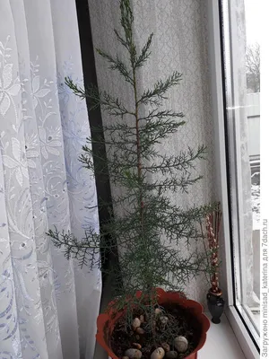 Кипарис лейландский – дерево и древесина – Cupressus × leylandii