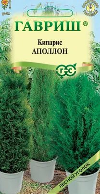 Кипарис Тауэр искусственный уличный новый за 37 439 руб — магазин  Gewas-green 🌴