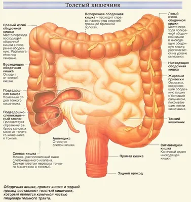 Толстая Кишка Где Находится Рисунок (46 Фото)