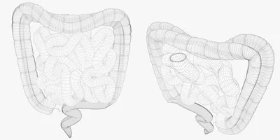 искусство \"человек-кишечник — одна линия\". непрерывный линейный рисунок  внутренних органов человека кишечник тонкий кишечник больш Иллюстрация  вектора - иллюстрации насчитывающей нарисовано, заболевание: 225533469