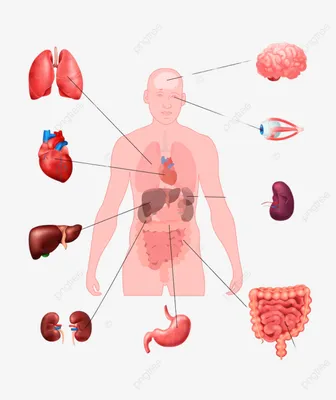 Картинки органы человека (47 фото) » Картинки, раскраски и трафареты для  всех - Klev.CLUB
