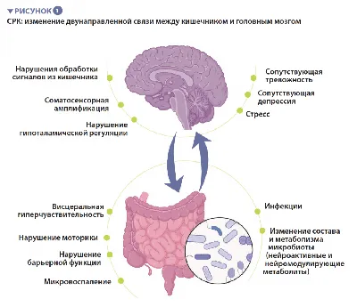 ⬇ Скачать картинки Кишечник человека, стоковые фото Кишечник человека в  хорошем качестве | Depositphotos