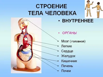 Толстая Кишка Где Находится Рисунок (46 Фото)