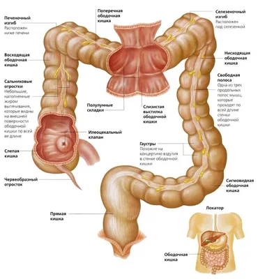 Плакат анатомии человека с изображением органа, Настенная картина с  изображением цветов, кишечника, сердца, легких, медикаментов, домашний  декор для обучения | AliExpress