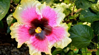 Hibiscus Venetie roze - Китайская роза (Ø 12 см)