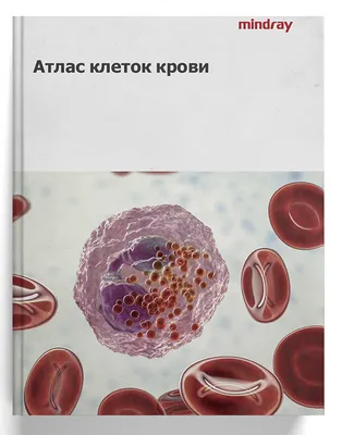 Как выглядят бактерии, кровь и ДНК под микроскопом