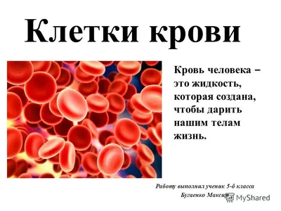 Новости ВсЁ Наука - Сингапурские ученые научились делать клетки крови... -  iCity.life