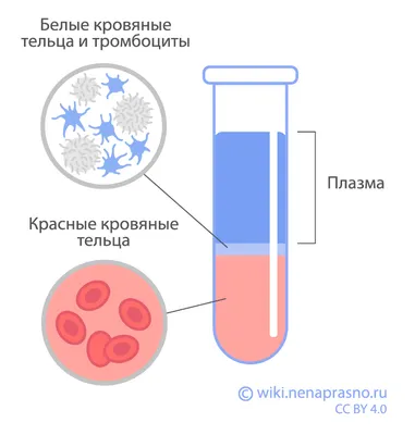 Исследована морфология клеток крови белух