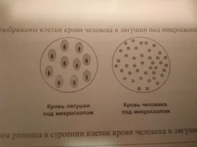 Клетки крови - материалы для подготовки к ЕГЭ по биологии