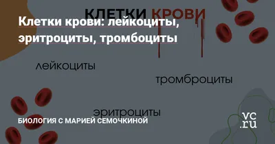 На рисунке изображены клетки крови человека и лягушки под микроскопом. а)  Объясните, в чём разница - Школьные Знания.com