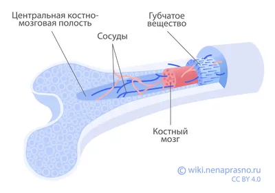 клетки крови красные стоковое фото. изображение насчитывающей микстура -  49719244