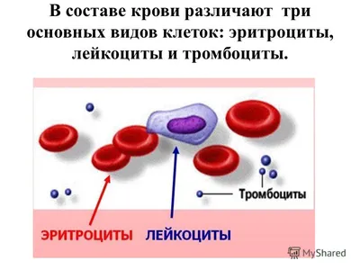 Клетки Крови Пробирки Плазмы 201250407 Векторные Иллюстрации Концепции