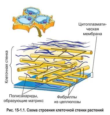 Клеточный автомат