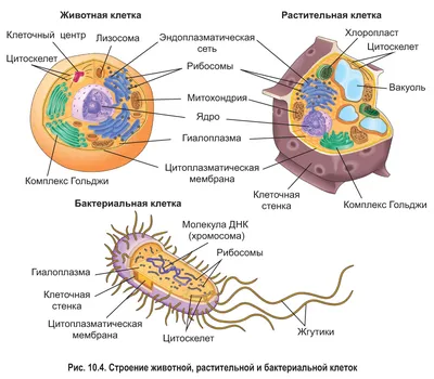 Клеточные компоненты и цитоплазма / Биохимия