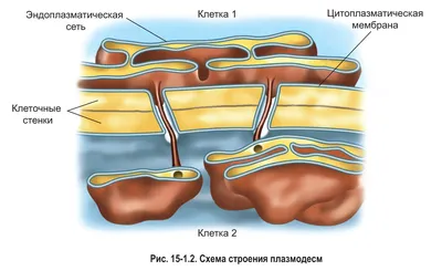 Биологи научились помечать клеточные линии «штрихкодами»