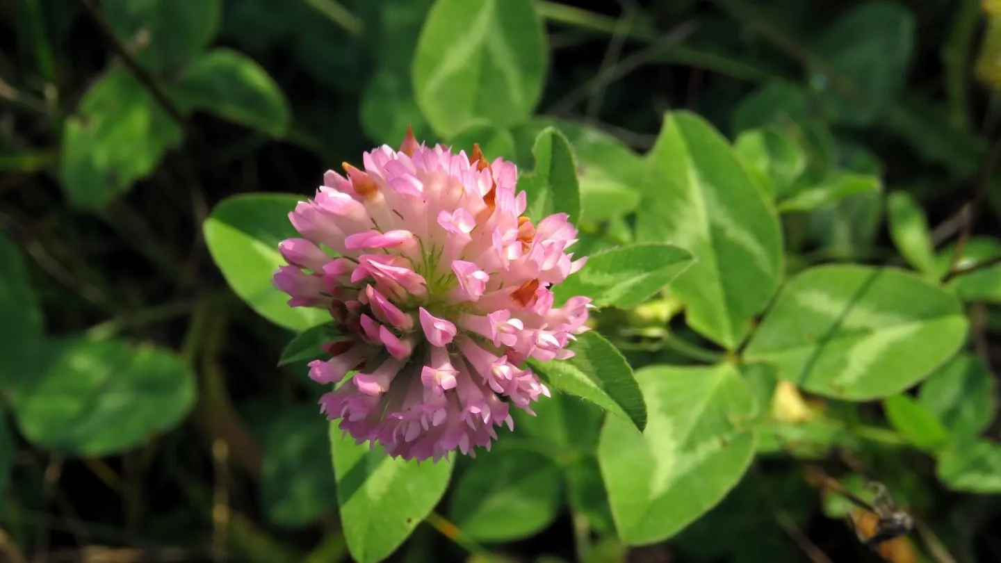 Клевер луговой царство. Клевер Луговой Trifolium praténse. Клевер Луговой - Trifolium pratense l. Клевер Луговой бородавчатые волоски. Клевер Луговой Томский местный.