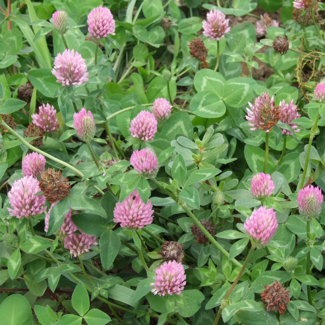 Красный Клевер Trifolium pratense