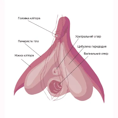 Клитор: что это, как выглядит и где он находится у женщин • Его функции и  назначение | Durex Украина