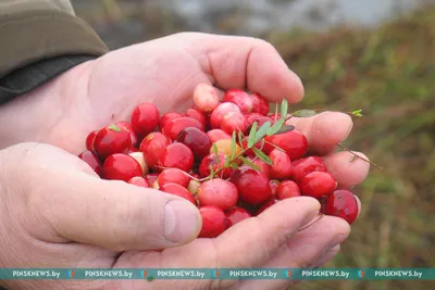 Фруктовые и плодовые вина - Станица Фруктовая клюква крепкая алкогольная  продукция плодовая столовая п/сл 0,5л 14%*12 купить по цене 110 руб. в  Красноярске – интернет-магазин «Серебряный Шар»