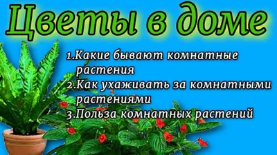 Конспект занятия «Комнатные растения. Фиалка» в средней группе (2 фото).  Воспитателям детских садов, школьным учителям и педагогам - Маам.ру