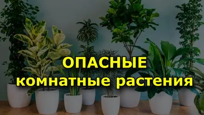 Картинки бирки на цветы в детском саду (69 фото) » Картинки и статусы про  окружающий мир вокруг