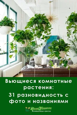 Висячие сады: 10 неприхотливых подвесных растений | myDecor