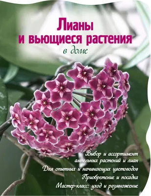 Опоры для вьющихся растений и комнатных цветов - Типы опор - Какие опоры  для растений выбрать - YouTube