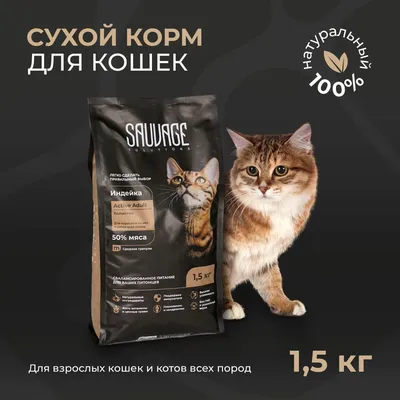 Чем кормить кота? Отвечают ветеринары 😽