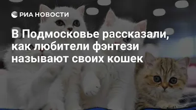 Фэнтези кошка золотые украшения драматическое освещение | Премиум Фото