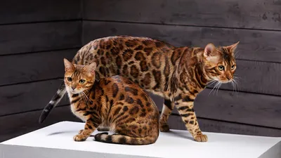 Кошки породистые картинки обои
