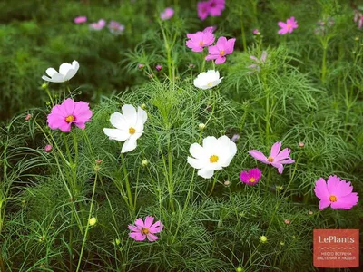 Космея (Cosmos) — описание, выращивание, фото | на LePlants.ru