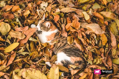Кот в листьях осени стоковое фото. изображение насчитывающей кот - 23148036