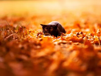 Осень - рыжий кот