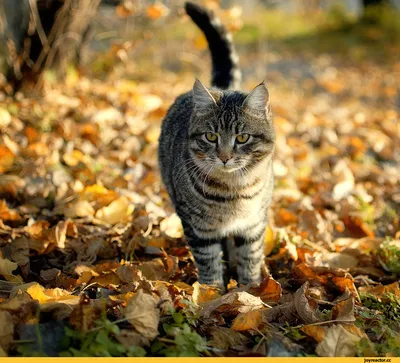 Скачать 1024x768 кот, листья, осень, природа, фон, цвета, яркие обои,  картинки стандарт 4:3