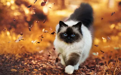 кошка. кот. осень. листья. рыжий. | Fall cats, Cats and kittens, Cute cats