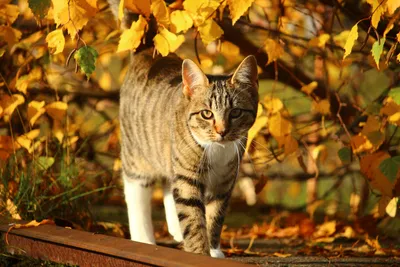 Картинки Кошки Осень рыжие смотрит Животные 2560x1828