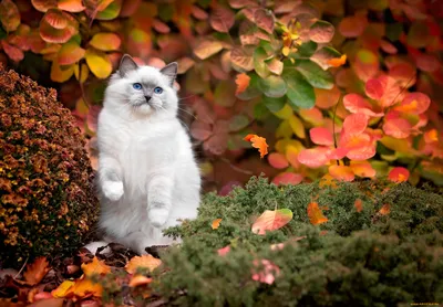 Домашний кот для прогулки в осеннем парке Домашний питомник Кошка и осень  Бенгальская кошка котенка Стоковое Изображение - изображение насчитывающей  пушисто, отечественно: 161218023