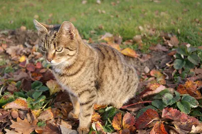 Осень и кот