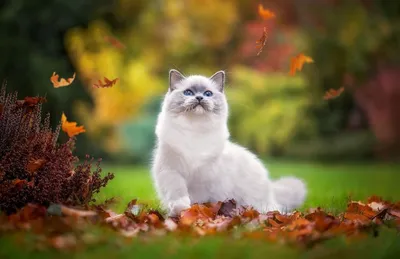 Черный кот и белый кот осень …» — создано в Шедевруме