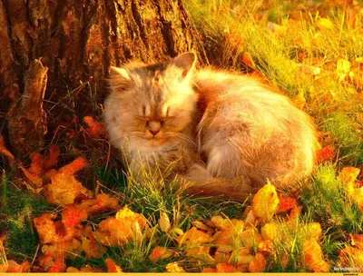 Осенний кот (58 фото) - 58 фото