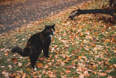 Кот и осень 🍁 Cat and autumn by ALEXANDRE PAVLOV / 500px
