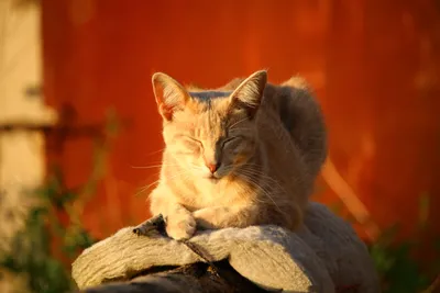 Осенний рыжий кот - 70 фото