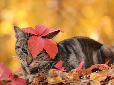 Рыжий кот, осень, кот сидит в …» — создано в Шедевруме