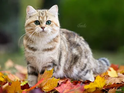 Осень и кот